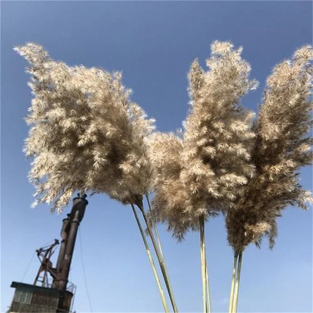Fleurs séchées